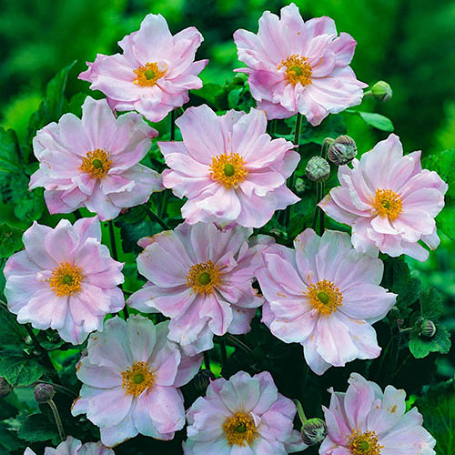 Hardy Japanese Anemone Collection Hardy Japanese Anemone Collection