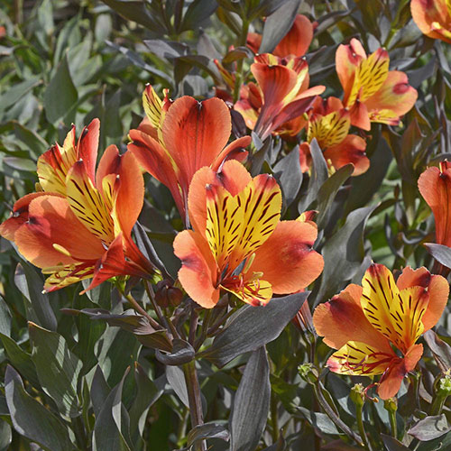 Alstroemeria Indian Summer Alstroemeria Indian Summer