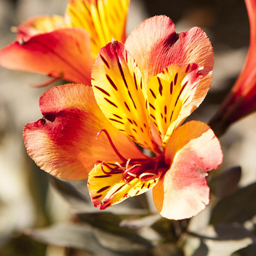 Alstroemeria Indian Summer Alstroemeria Indian Summer