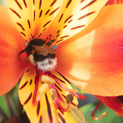 Alstroemeria Indian Summer Alstroemeria Indian Summer
