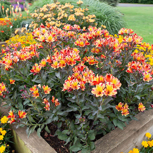 Alstroemeria Indian Summer Alstroemeria Indian Summer