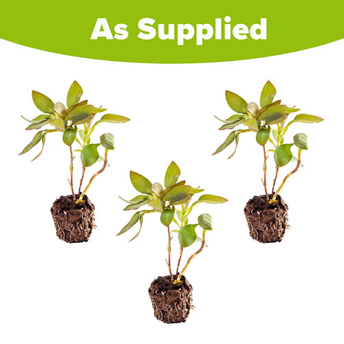 Alstroemeria Indian Summer Alstroemeria Indian Summer