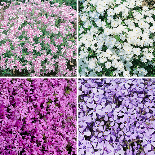 Carpet Phlox Collection Carpet Phlox Collection