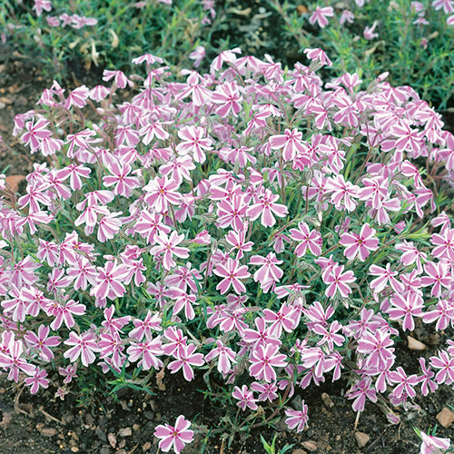 Carpet Phlox Collection Carpet Phlox Collection