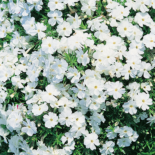 Carpet Phlox Collection Carpet Phlox Collection