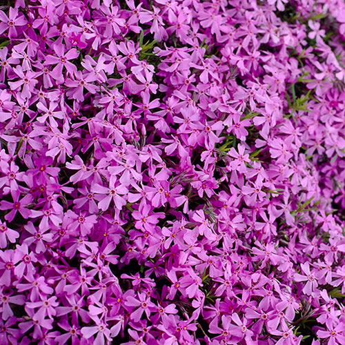 Carpet Phlox Collection Carpet Phlox Collection