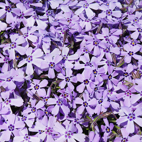 Carpet Phlox Collection Carpet Phlox Collection