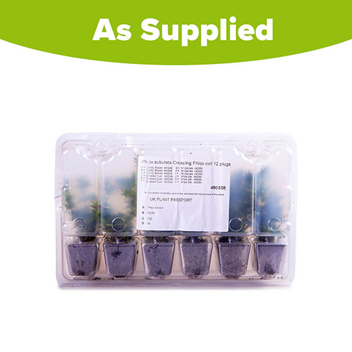 Carpet Phlox Collection Carpet Phlox Collection