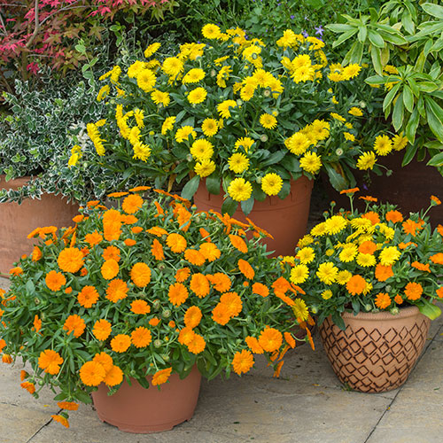 Power Daisy Collection Power Daisy Collection