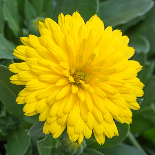 Power Daisy Collection Power Daisy Collection