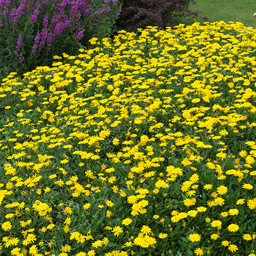 Power Daisy Collection Power Daisy Collection