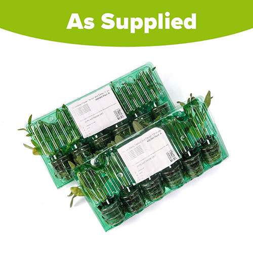 Power Daisy Collection Power Daisy Collection