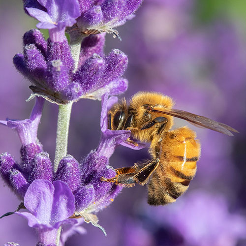 Lavender Hidcote Lavender Hidcote