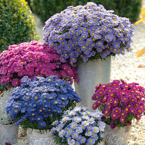 Aster dumosus Autumn Jewels Aster dumosus Autumn Jewels