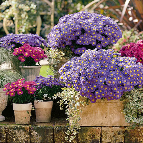 Aster dumosus Autumn Jewels Aster dumosus Autumn Jewels