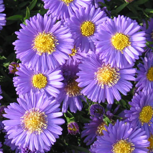 Aster dumosus Autumn Jewels Aster dumosus Autumn Jewels