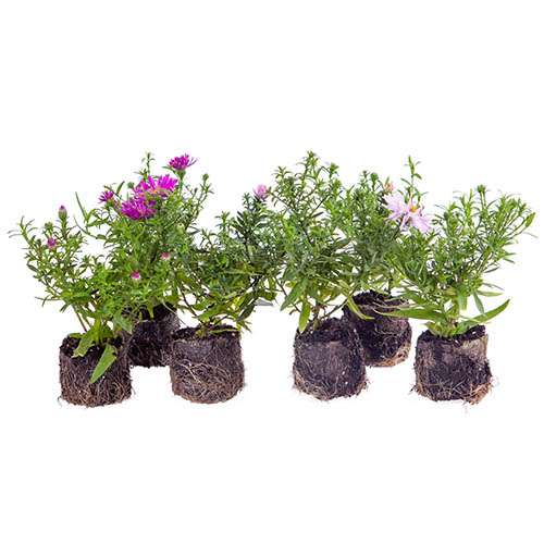 Aster dumosus Autumn Jewels Aster dumosus Autumn Jewels