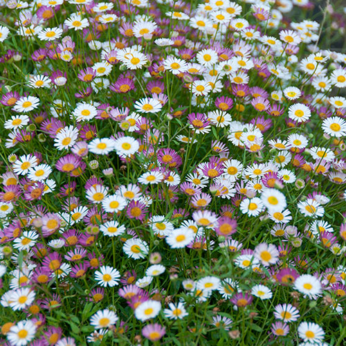 Erigeron karvinskianus Sea of Blossom Erigeron karvinskianus Sea of Blossom