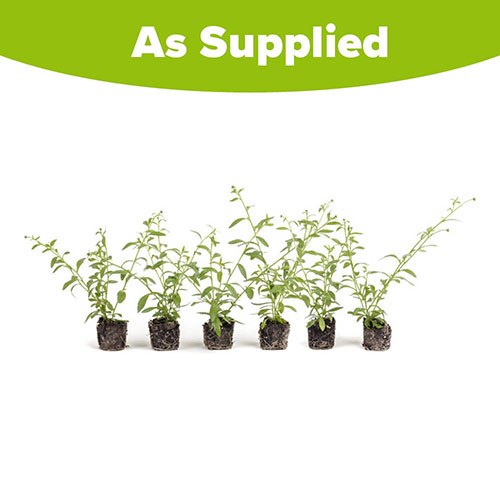 Erigeron karvinskianus Sea of Blossom Erigeron karvinskianus Sea of Blossom