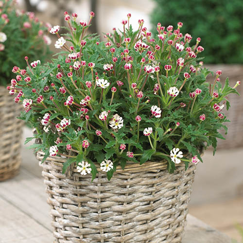 Night Scented Phlox Night Scented Phlox