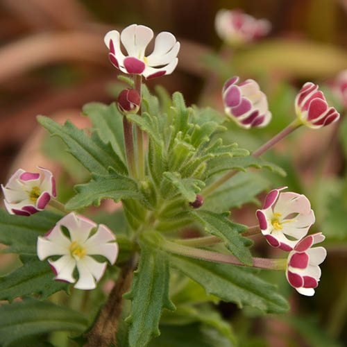 Night Scented Phlox Night Scented Phlox