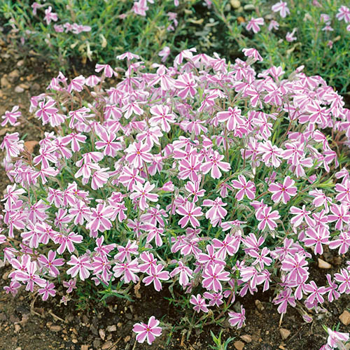Creeping Phlox Collection Creeping Phlox Collection