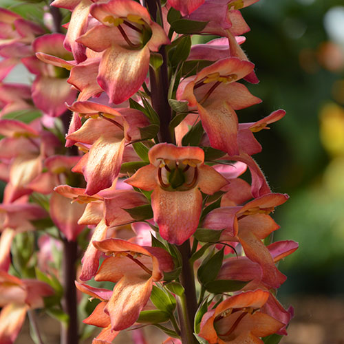 Foxglove Digitalis Illumination Flame Foxglove Digitalis Illumination Flame