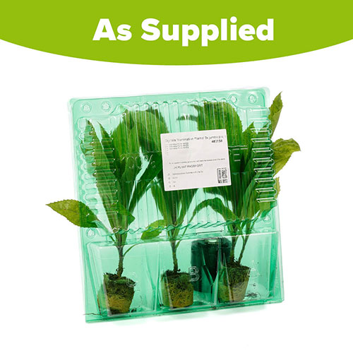 Foxglove Digitalis Illumination Flame Foxglove Digitalis Illumination Flame