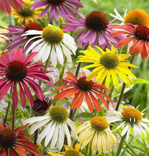 Echinacea Cheyenne Spirit Echinacea Cheyenne Spirit