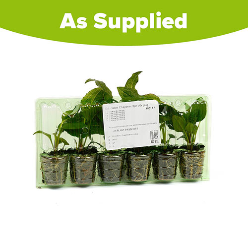 Echinacea Cheyenne Spirit Echinacea Cheyenne Spirit