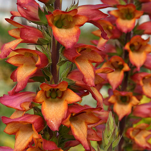 Foxglove Digitalis Illumination Flame Foxglove Digitalis Illumination Flame