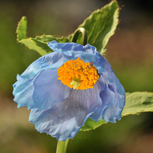 Himalayan Blue Poppy Himalayan Blue Poppy
