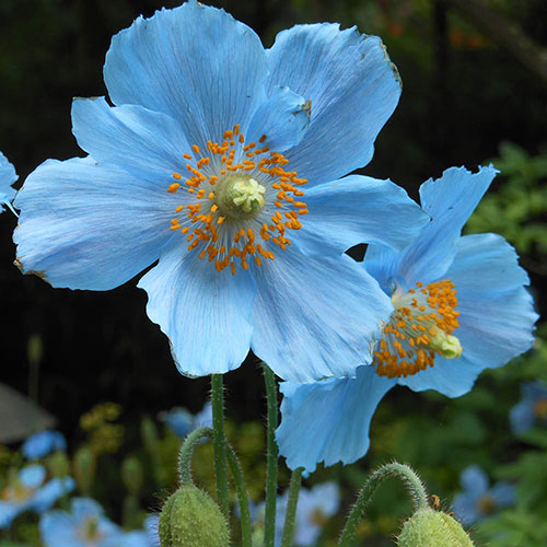 Himalayan Blue Poppy Himalayan Blue Poppy