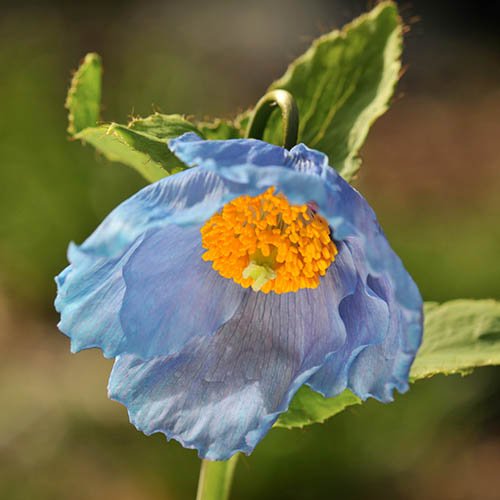 Himalayan Blue Poppy Himalayan Blue Poppy