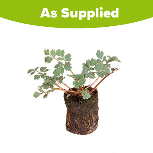 Corydalis Blue Heron Corydalis Blue Heron