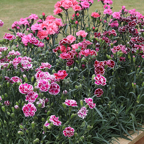 Pinks Garden Pleasure Collection Pinks Garden Pleasure Collection