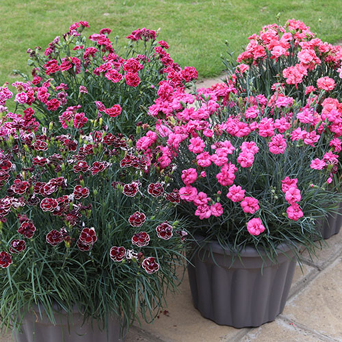 Pinks Garden Pleasure Collection Pinks Garden Pleasure Collection