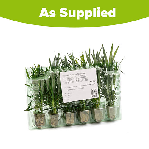 Pinks Garden Pleasure Collection Pinks Garden Pleasure Collection