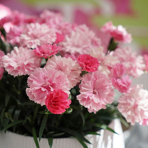 Dianthus I Love You Dianthus I Love You