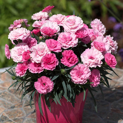 Dianthus I Love You Dianthus I Love You