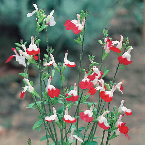 Salvia Lips Collection Salvia Lips Collection