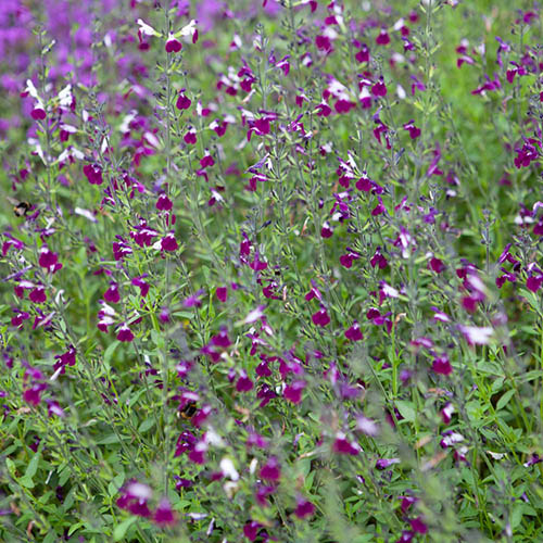 Salvia Lips Collection Salvia Lips Collection