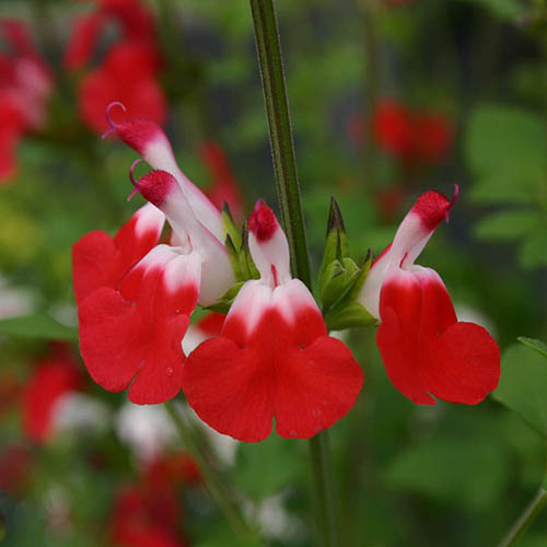 Salvia Lips Collection Salvia Lips Collection