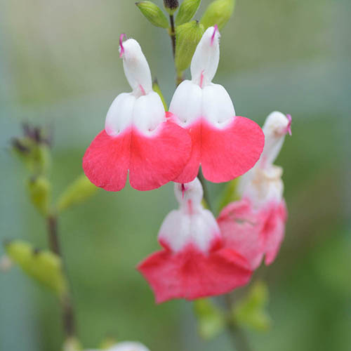 Salvia Lips Collection Salvia Lips Collection