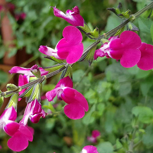 Salvia Lips Collection Salvia Lips Collection