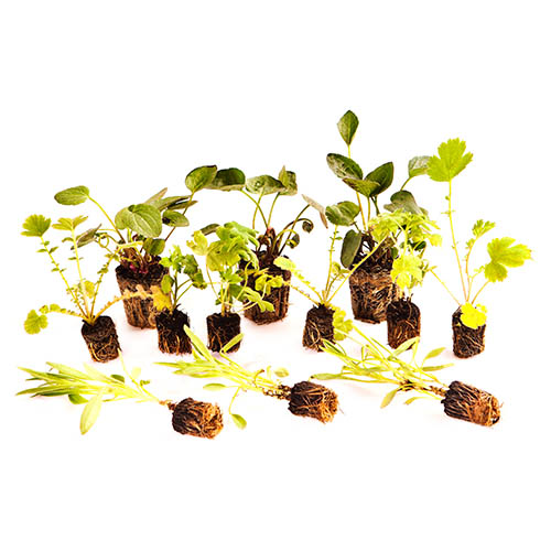 Salvia Lips Collection Salvia Lips Collection