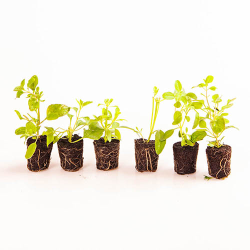 Cosmos Chocolate Cosmos Chocolate