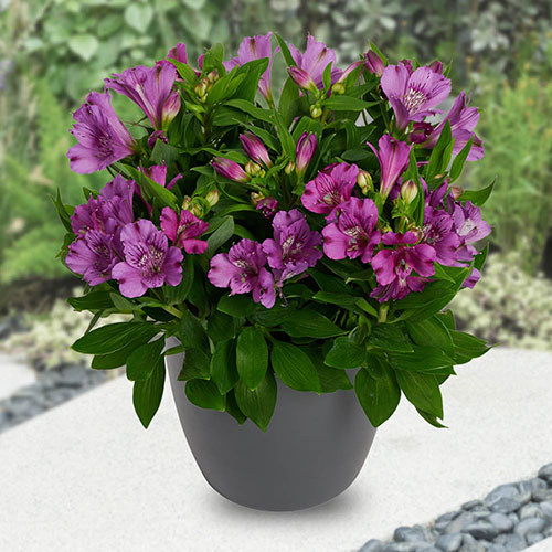 Alstroemeria Summer Collection Alstroemeria Summer Collection