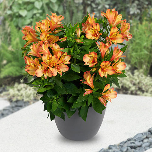 Alstroemeria Summer Collection Alstroemeria Summer Collection