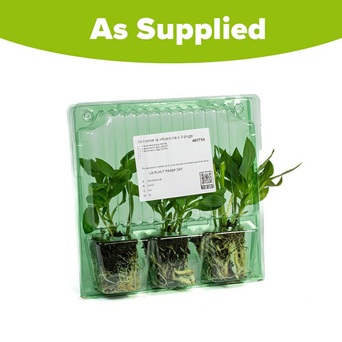 Alstroemeria Summer Collection Alstroemeria Summer Collection